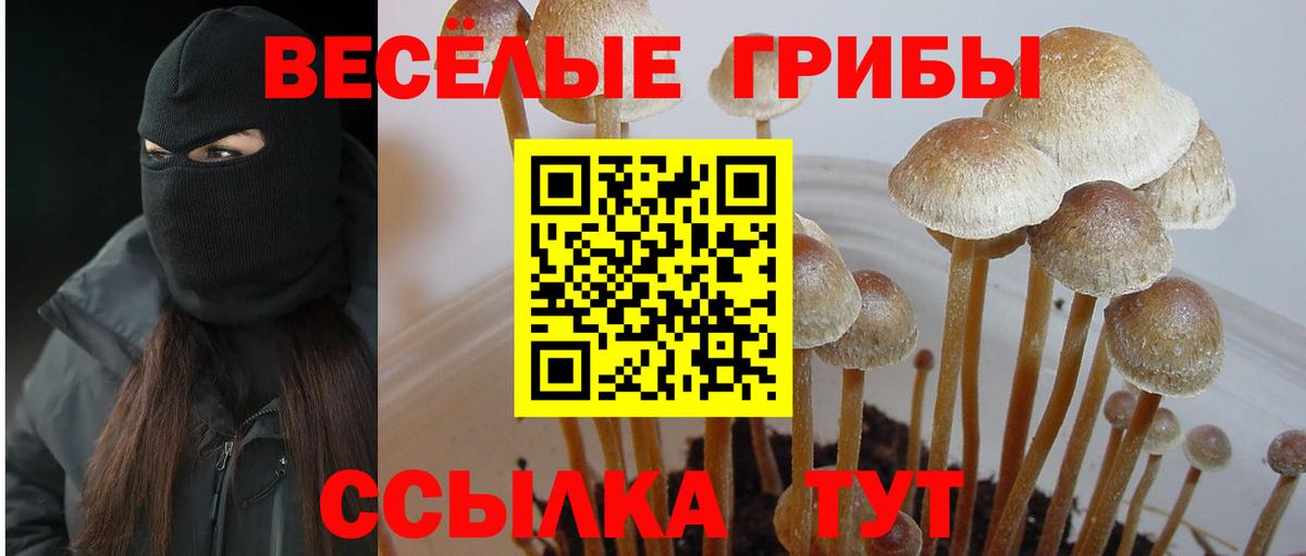 купить наркоту  Вход с VPN  Донской  Псилоцибиновые грибы Magic Shrooms 